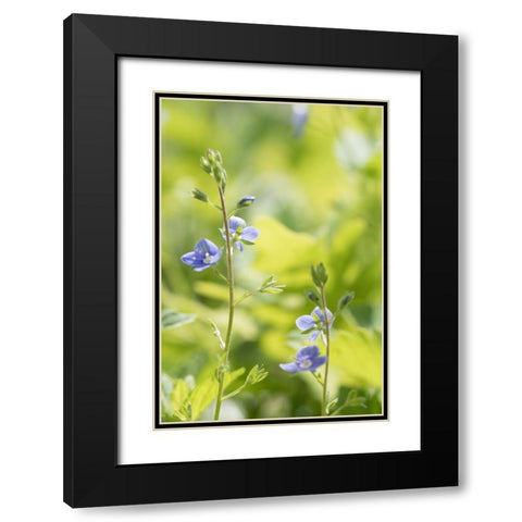 Meadow Black Modern Wood Framed Art Print with Double Matting by Stalus, Judy