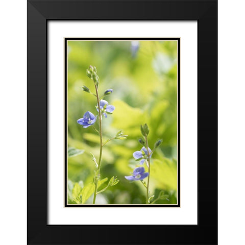 Meadow Black Modern Wood Framed Art Print with Double Matting by Stalus, Judy