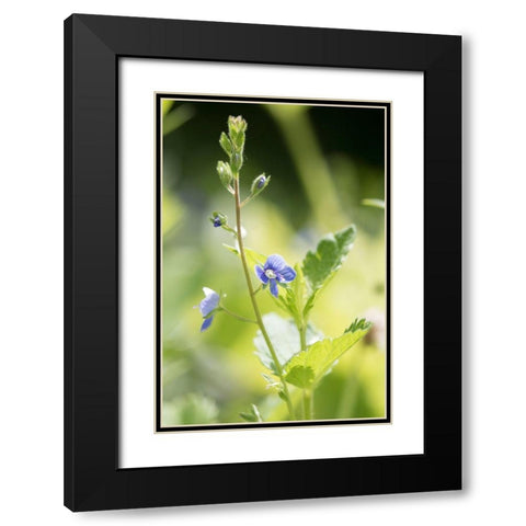 Sunshine Black Modern Wood Framed Art Print with Double Matting by Stalus, Judy