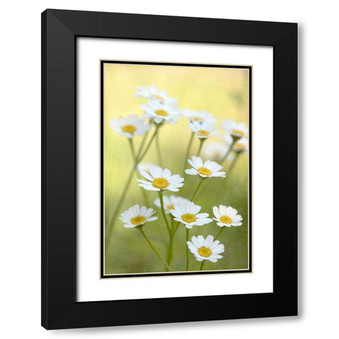 Daisies Black Modern Wood Framed Art Print with Double Matting by Stalus, Judy