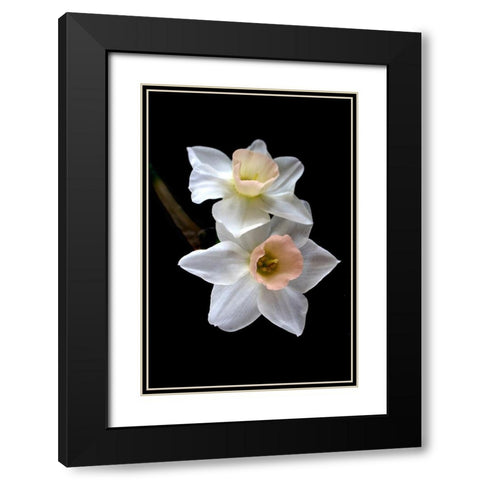 Pink Narcissus Black Modern Wood Framed Art Print with Double Matting by Stalus, Judy