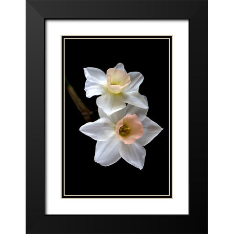 Pink Narcissus Black Modern Wood Framed Art Print with Double Matting by Stalus, Judy