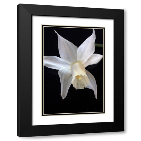 White Jonquil Black Modern Wood Framed Art Print with Double Matting by Stalus, Judy