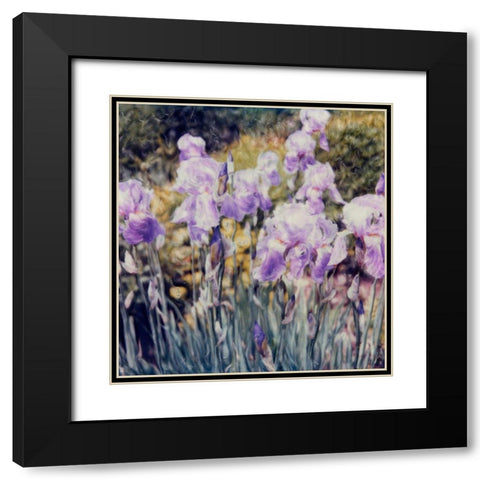 Iris Garden Black Modern Wood Framed Art Print with Double Matting by Stalus, Judy