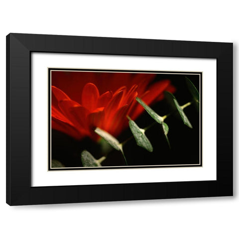 Red Daisy Black Modern Wood Framed Art Print with Double Matting by Stalus, Judy