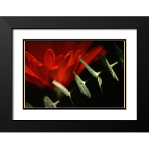 Red Daisy Black Modern Wood Framed Art Print with Double Matting by Stalus, Judy