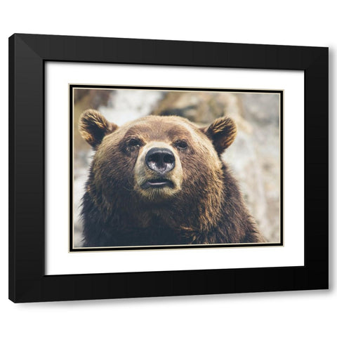 Bear Stare I Black Modern Wood Framed Art Print with Double Matting by Smith, Karen