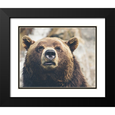Bear Stare I Black Modern Wood Framed Art Print with Double Matting by Smith, Karen