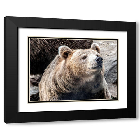 Bear Stare II Black Modern Wood Framed Art Print with Double Matting by Smith, Karen