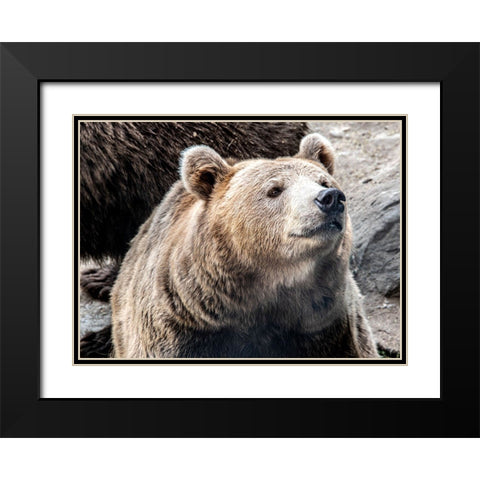 Bear Stare II Black Modern Wood Framed Art Print with Double Matting by Smith, Karen
