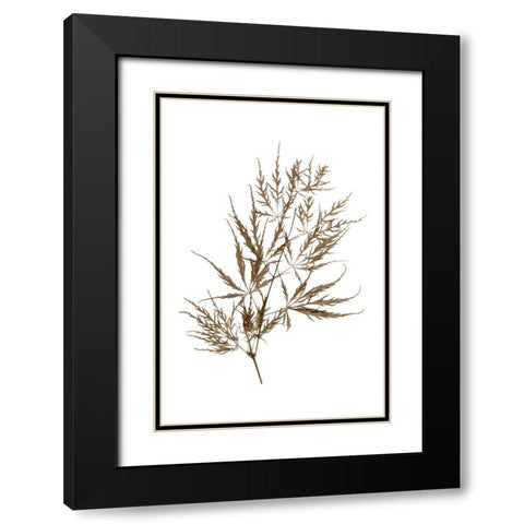 Japanese Maple Black Modern Wood Framed Art Print with Double Matting by Stalus, Judy