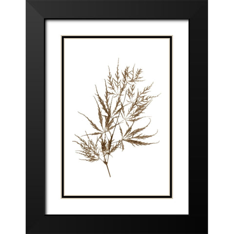 Japanese Maple Black Modern Wood Framed Art Print with Double Matting by Stalus, Judy
