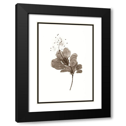 Filipendula Black Modern Wood Framed Art Print with Double Matting by Stalus, Judy