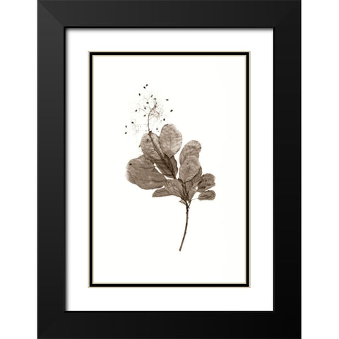 Filipendula Black Modern Wood Framed Art Print with Double Matting by Stalus, Judy