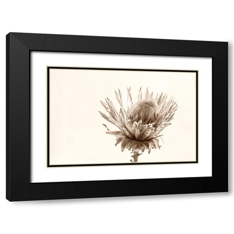 Protea Relic Black Modern Wood Framed Art Print with Double Matting by Stalus, Judy
