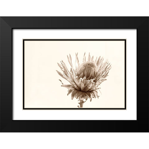 Protea Relic Black Modern Wood Framed Art Print with Double Matting by Stalus, Judy