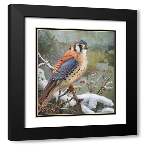 In Snowscape Kestrel Black Modern Wood Framed Art Print with Double Matting by Vest, Christopher