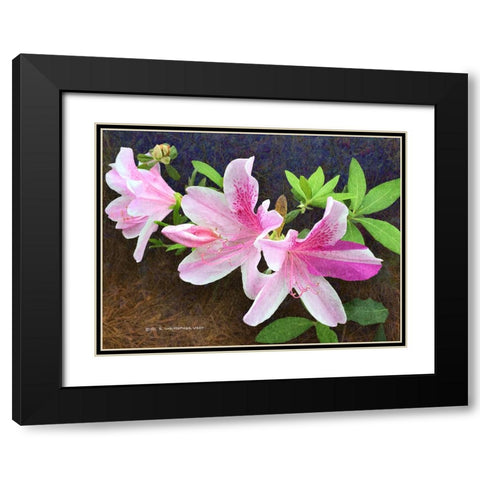 Pink Azaleas Black Modern Wood Framed Art Print with Double Matting by Vest, Christopher