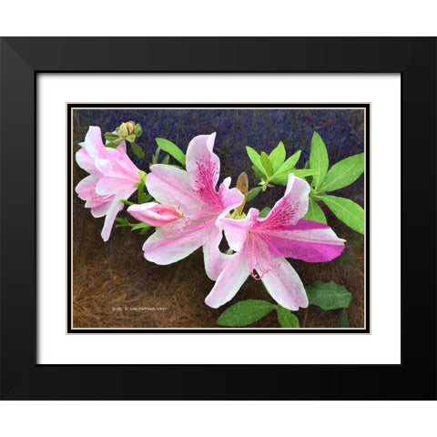 Pink Azaleas Black Modern Wood Framed Art Print with Double Matting by Vest, Christopher