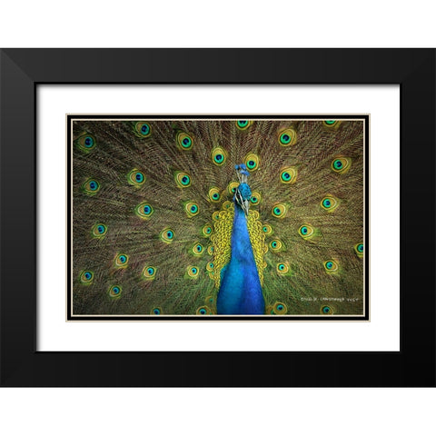 Peacock Display Black Modern Wood Framed Art Print with Double Matting by Vest, Christopher