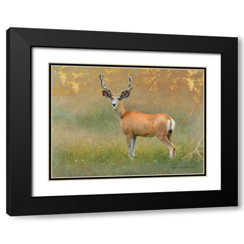 High Summer Velvet Buck Deer Black Modern Wood Framed Art Print with Double Matting by Vest, Christopher