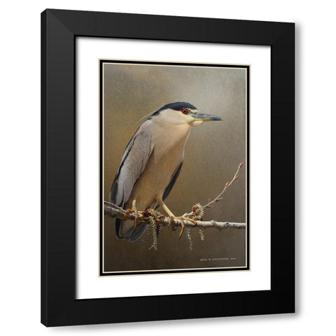 Night Heron in spring Black Modern Wood Framed Art Print with Double Matting by Vest, Christopher