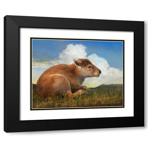 Bison Calf lying down Black Modern Wood Framed Art Print with Double Matting by Vest, Christopher