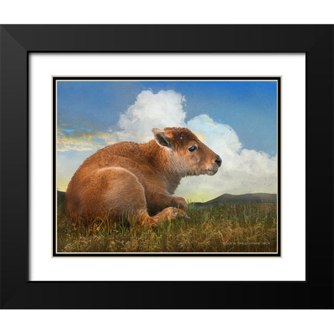 Bison Calf lying down Black Modern Wood Framed Art Print with Double Matting by Vest, Christopher