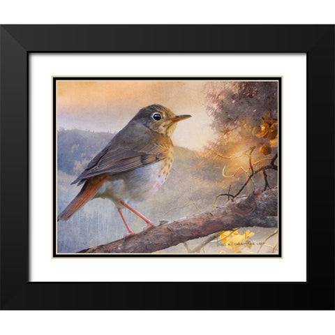 Hermit Thrush Hillside Drive Black Modern Wood Framed Art Print with Double Matting by Vest, Christopher