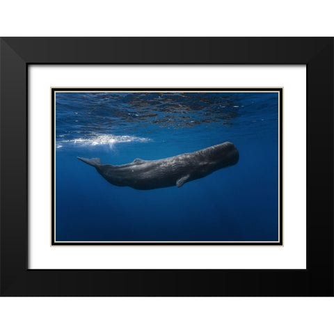Sperm whale Black Modern Wood Framed Art Print with Double Matting by Gabriel, Barathieu