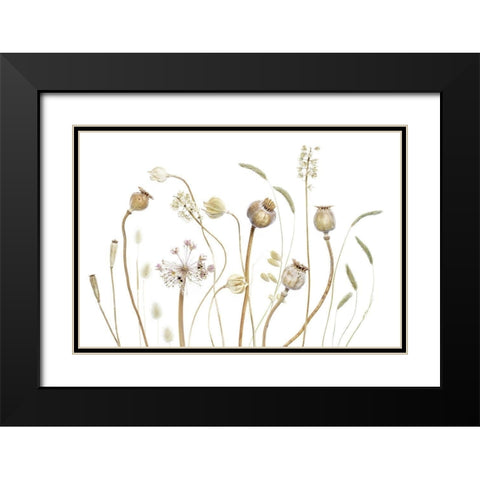 Pods Black Modern Wood Framed Art Print with Double Matting by Disher, Mandy
