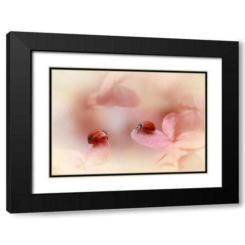 Ladybirds on pink hydrangea Black Modern Wood Framed Art Print with Double Matting by Van Deelen, Ellen