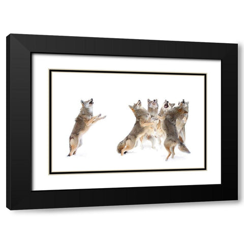 The Choir   Coyotes Black Modern Wood Framed Art Print with Double Matting by Cumming, Jim