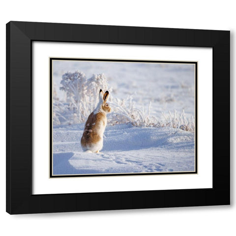 White-tailed jackrabbit Black Modern Wood Framed Art Print with Double Matting by Waldmann, Shlomo