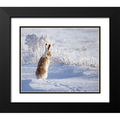 White-tailed jackrabbit Black Modern Wood Framed Art Print with Double Matting by Waldmann, Shlomo