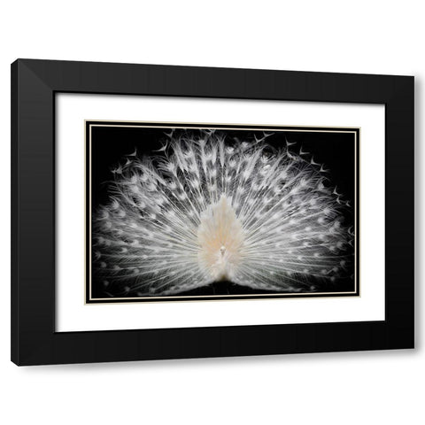 black and white Black Modern Wood Framed Art Print with Double Matting by Liddi, Pino