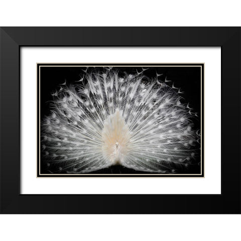 black and white Black Modern Wood Framed Art Print with Double Matting by Liddi, Pino