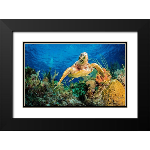 Hawksbill turtle swimming through Caribbean reef Black Modern Wood Framed Art Print with Double Matting by Abadschieff, Jan