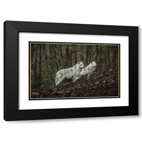 Meeting with white Wolves Black Modern Wood Framed Art Print with Double Matting by Siri, Ronan