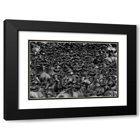 Wildebeest in Crossing Black Modern Wood Framed Art Print with Double Matting by Zuo, Jun