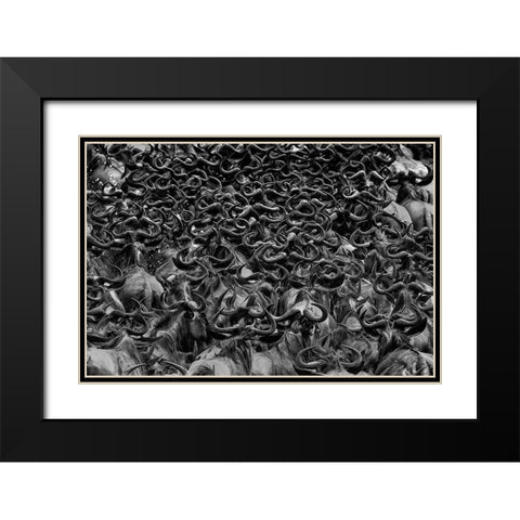 Wildebeest in Crossing Black Modern Wood Framed Art Print with Double Matting by Zuo, Jun