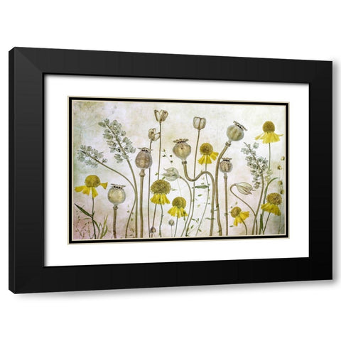 Poppies and Helenium Black Modern Wood Framed Art Print with Double Matting by Disher, Mandy