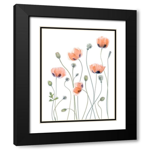 Poppies Black Modern Wood Framed Art Print with Double Matting by Disher, Mandy
