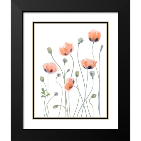 Poppies Black Modern Wood Framed Art Print with Double Matting by Disher, Mandy