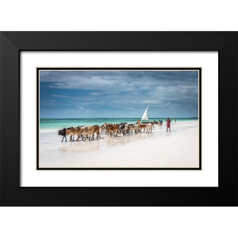 Masai cattle on Zanzibar beach Black Modern Wood Framed Art Print with Double Matting by C. Sink, Jeffrey