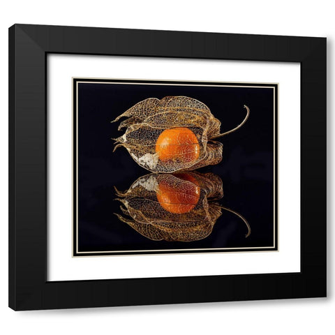 Physalis Black Modern Wood Framed Art Print with Double Matting by Grosshanten, Klaus