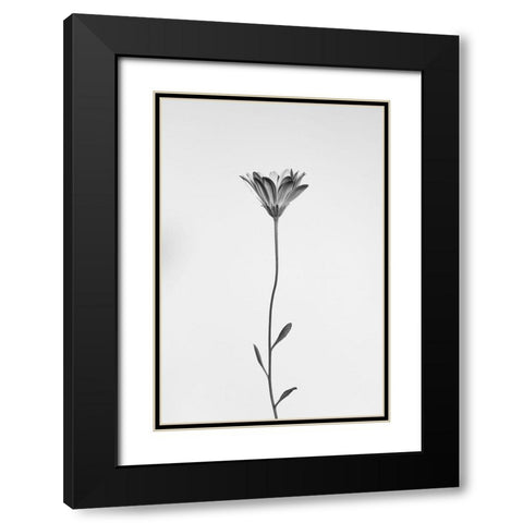 Daisy Black Modern Wood Framed Art Print with Double Matting by Lagandre, Thierry