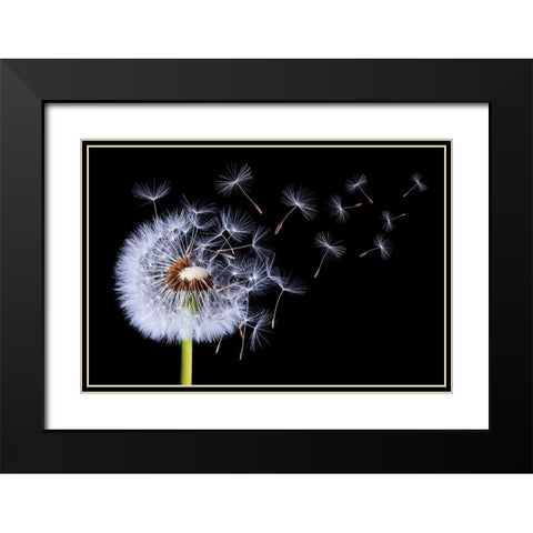 Dandelion Blowing Black Modern Wood Framed Art Print with Double Matting by Hamiti, Bess