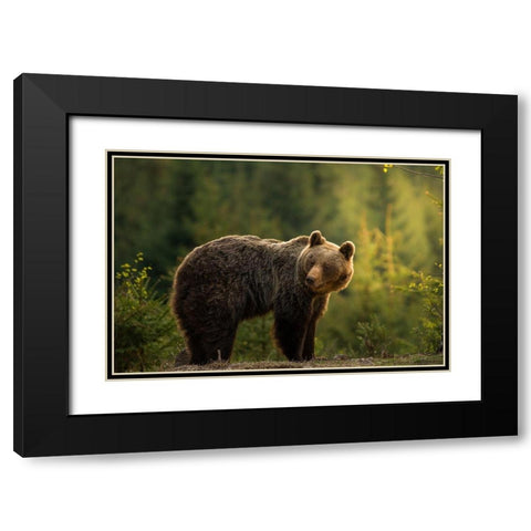 Backlit bear Black Modern Wood Framed Art Print with Double Matting by Krchnak, Richard