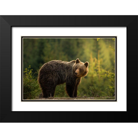 Backlit bear Black Modern Wood Framed Art Print with Double Matting by Krchnak, Richard